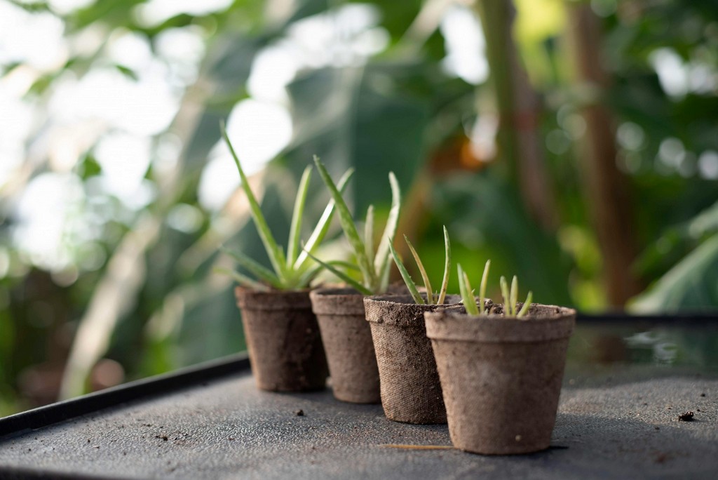A row of potted plants are starting to grow.